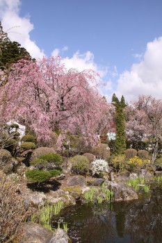 1032-05桜「光前寺」