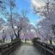 上伊那の桜めぐり🌸第2弾！～荒神山公園、六道の堤、春日公園～