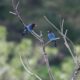 “森の宝石”ブッポウソウ🐦の子育て観察会