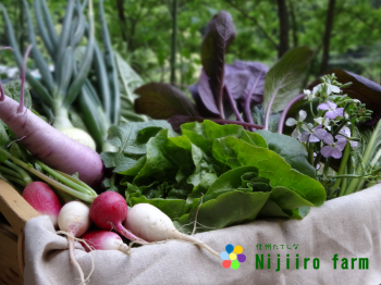 21_organicvegetables-nijiirofarm201506_convert_20151222165516