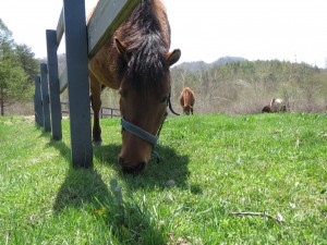 のどかに草を食む木曽馬