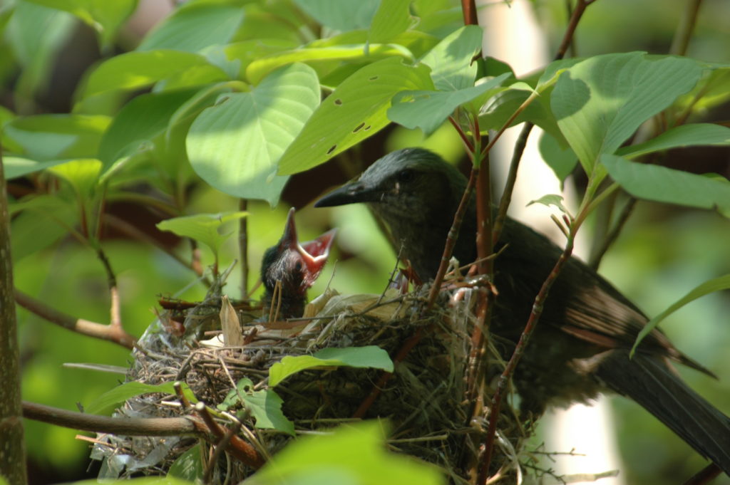 ヒナをひろわないで。”野鳥の子育てを見守ってください” | 是より木曽路