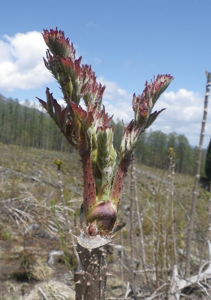 山採りアオダモとナツハゼのセット /148 山採りアオダモとナツハゼの