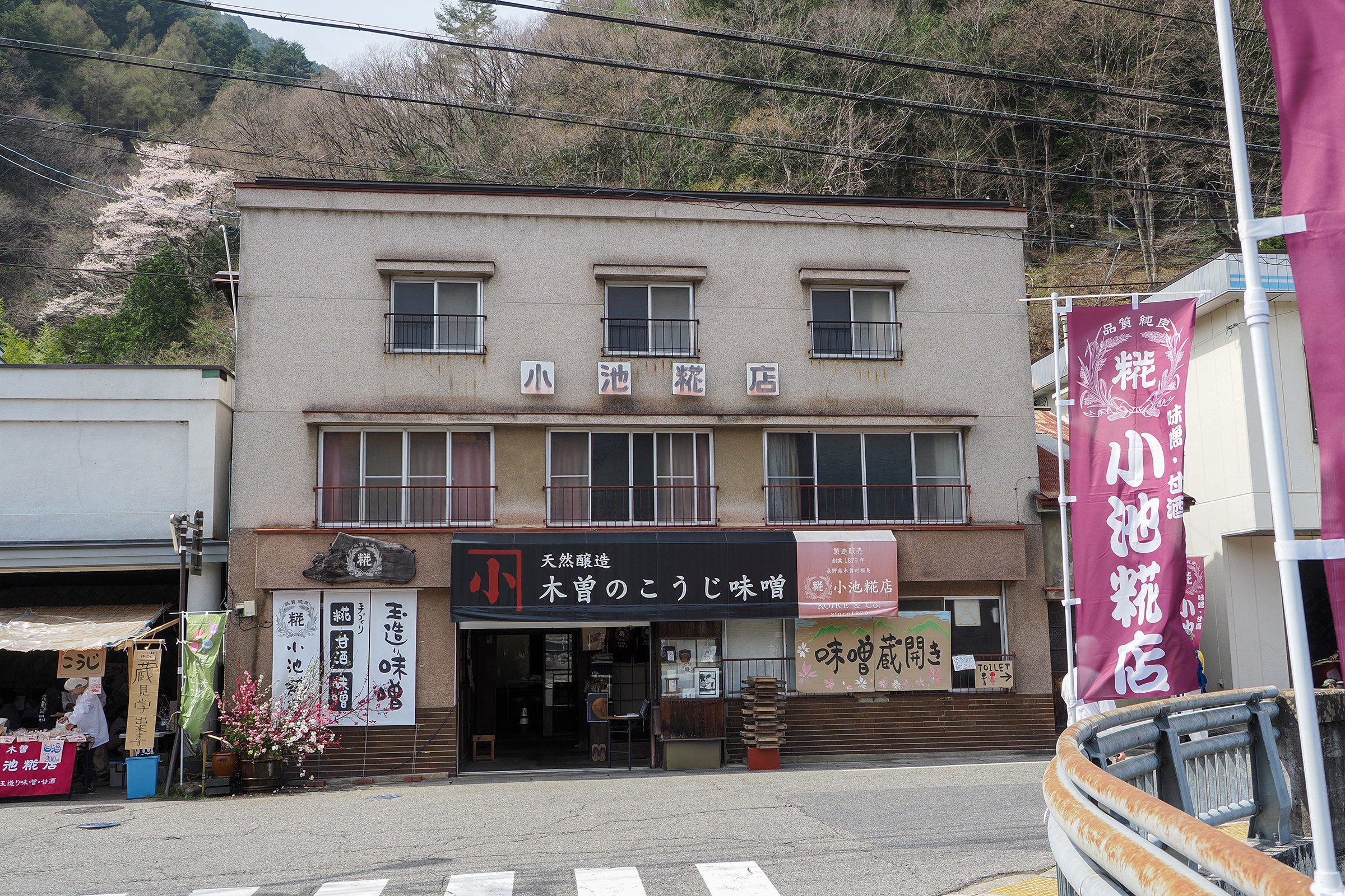 朝露にぬれるブルーベリー