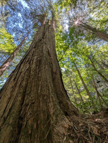 推定樹齢約550年の大サワラ