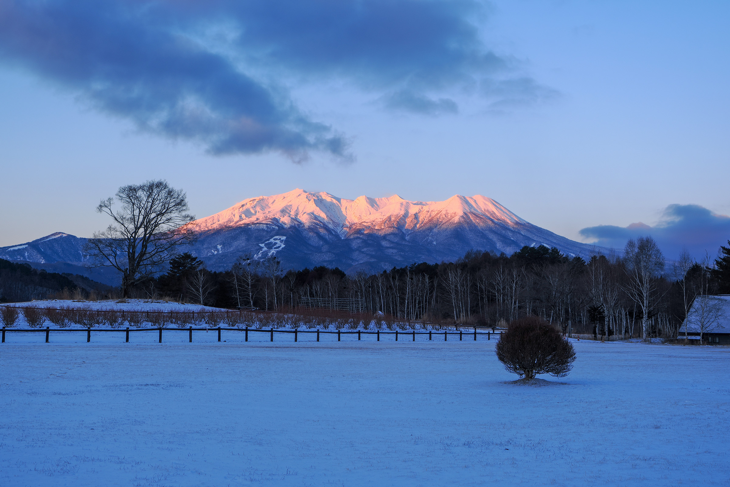 冬にだけ会える、さくら色の御嶽山
