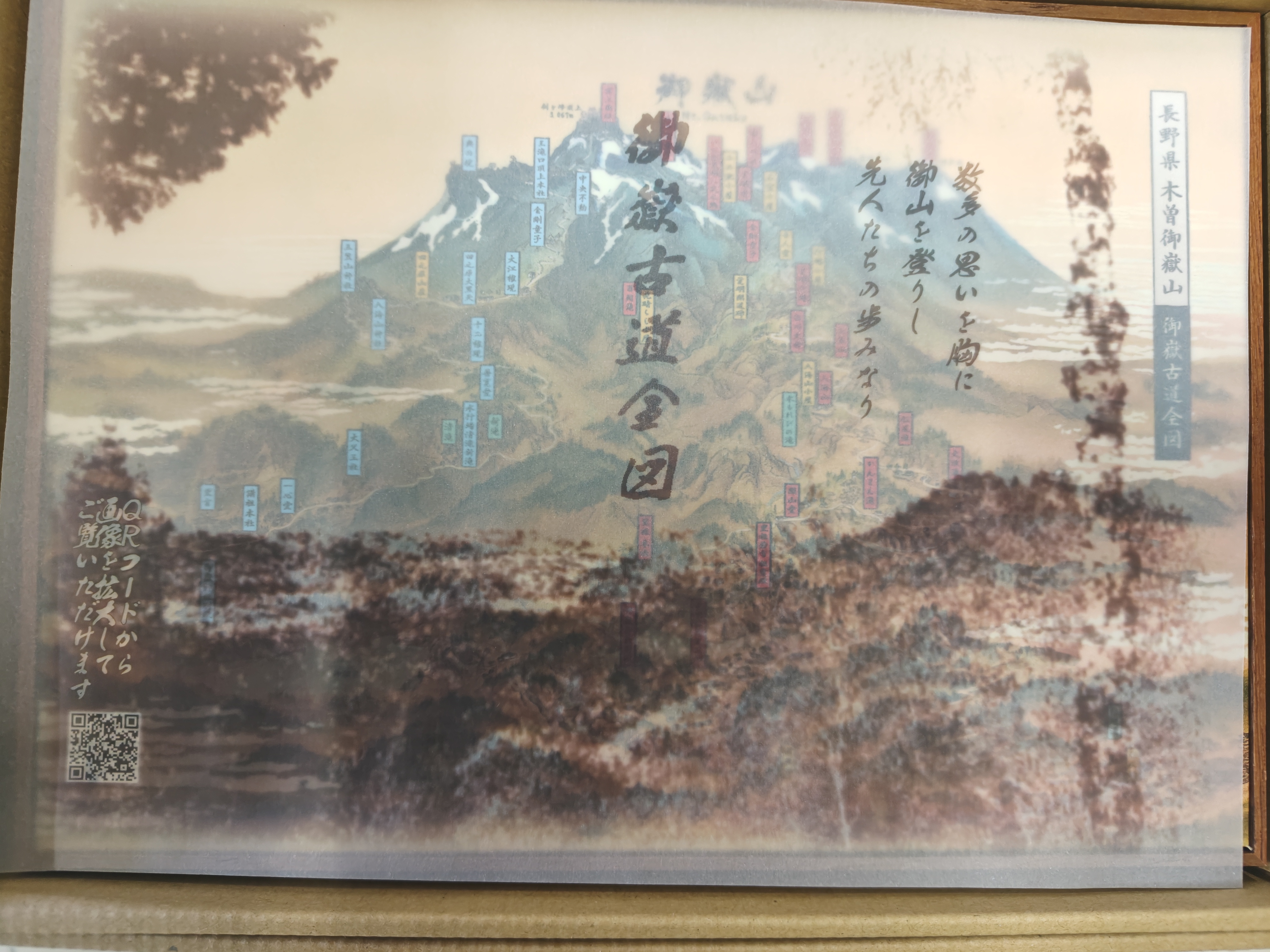 朝露にぬれるブルーベリー