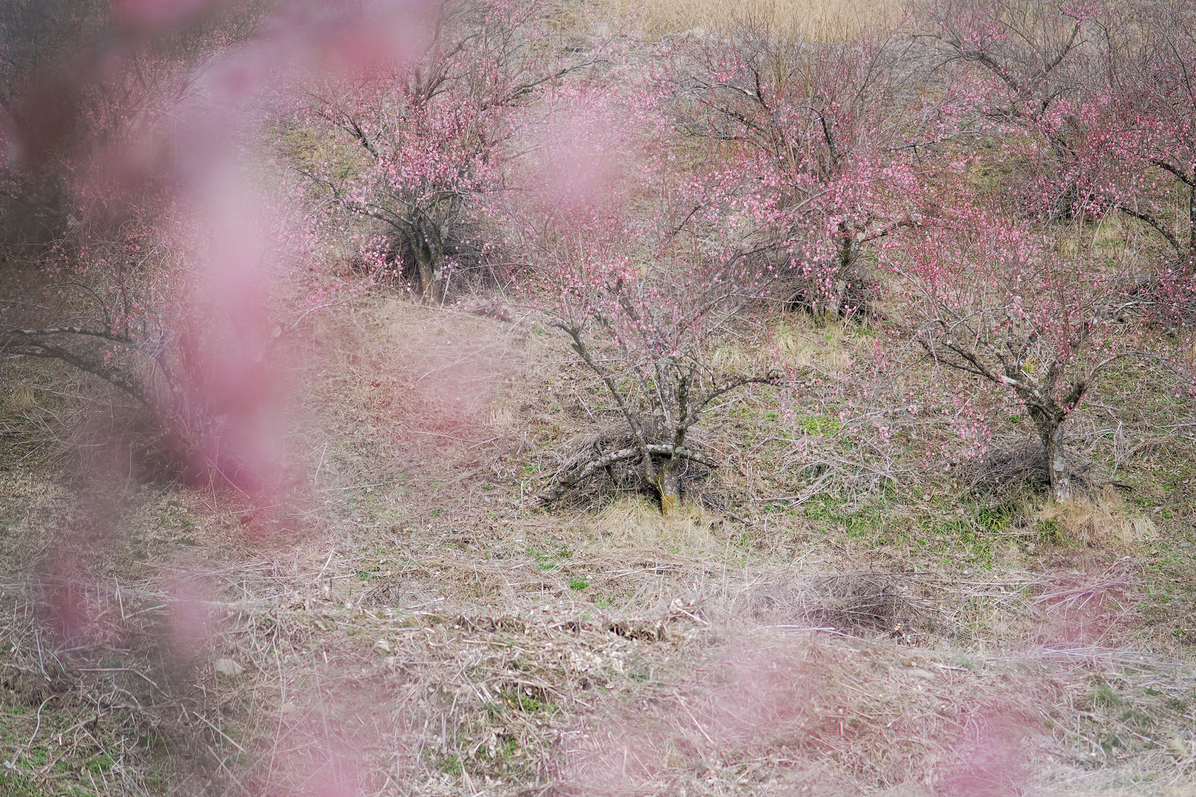 木曽町の梅の花2