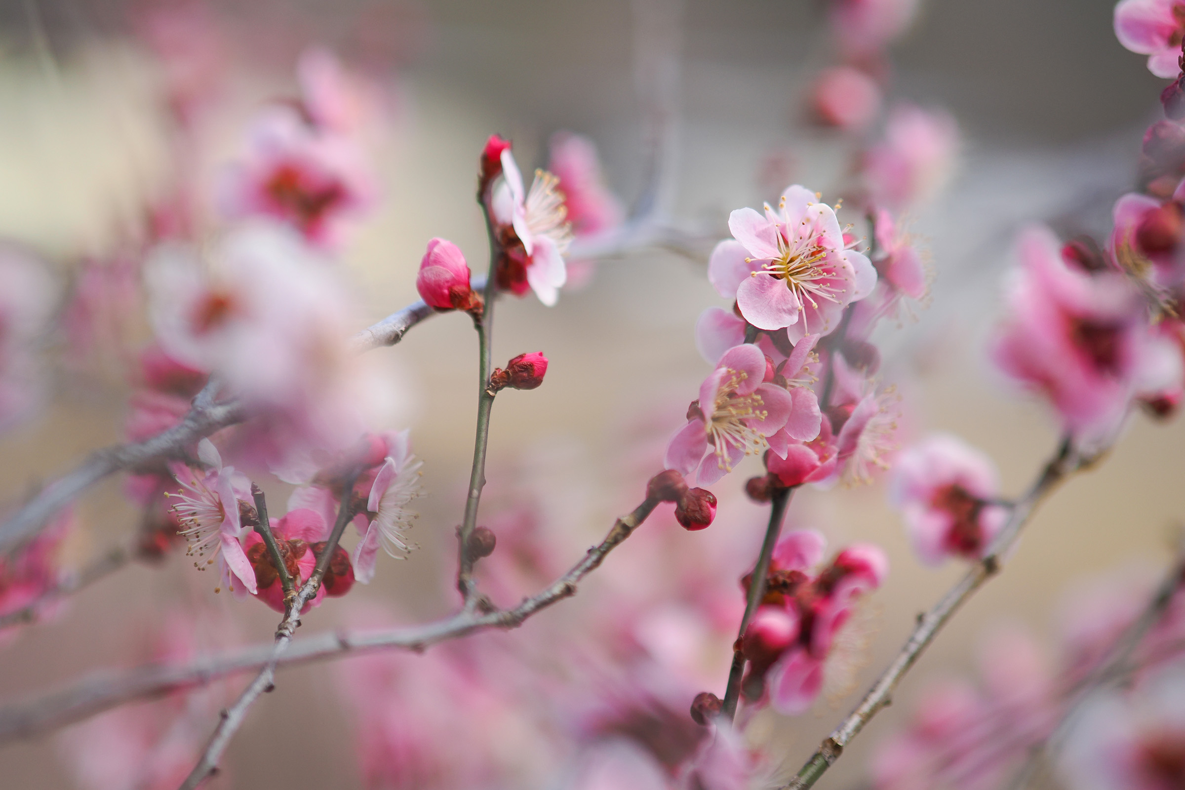 木曽町の梅の花1