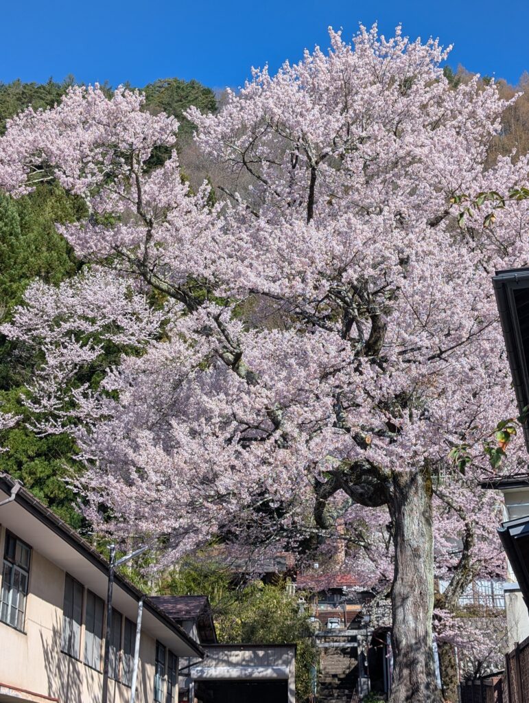 津嶋神社1