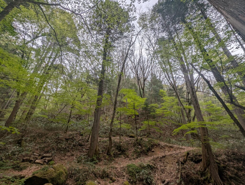 原始の森