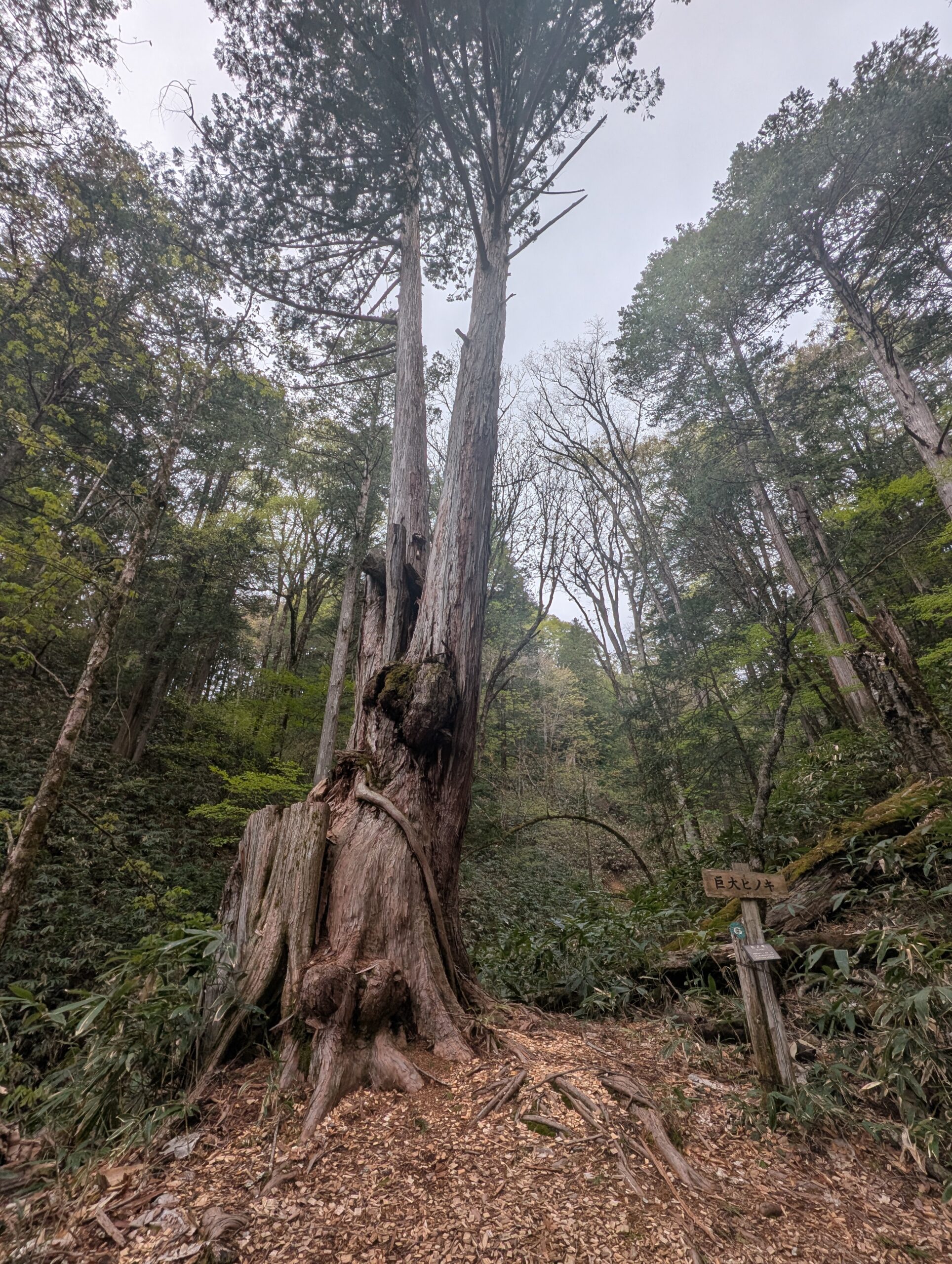 大ヒノキ