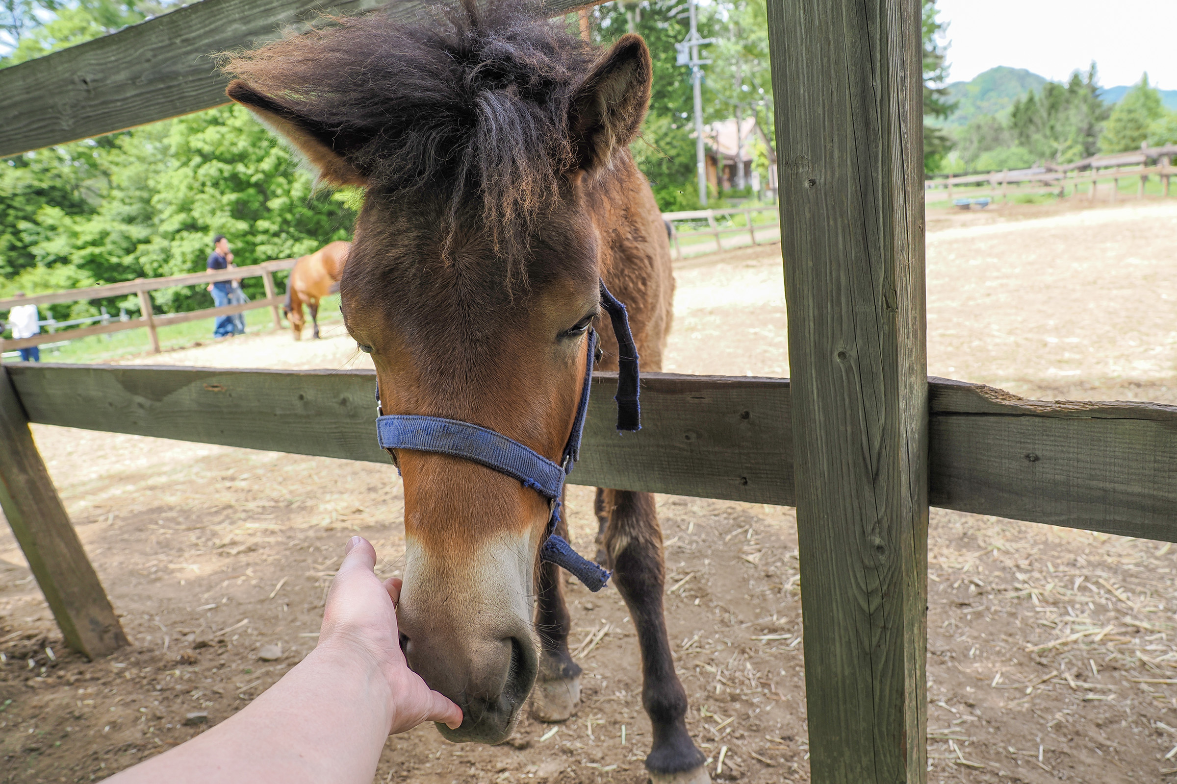 かわいい仔馬は好奇心が旺盛なので近づいてきてくれます