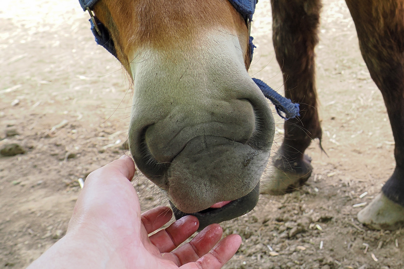 もこもこ、もにゅもにゅ、ふわふわ、パフパフの馬の口