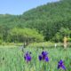 木祖村　あやめ公園池のあやめが咲き始めました！