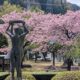 木曽福島の桜🌸2026