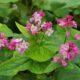 赤そばの花が咲き始めました