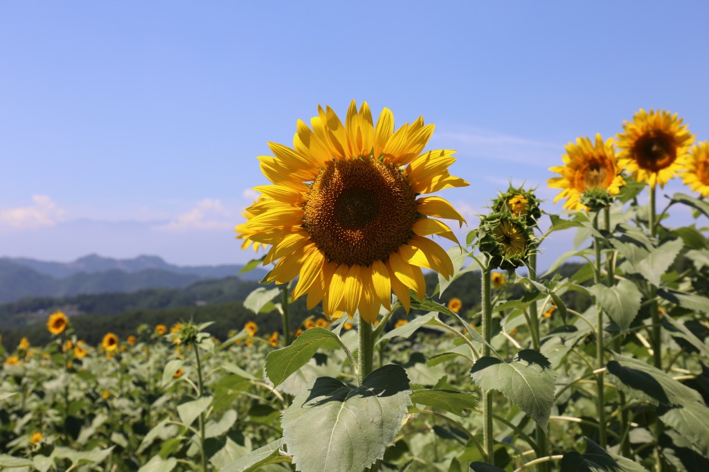 さんぽみち ＜ひまわり 麻績編＞ | 来て！観て！松本『彩』発見