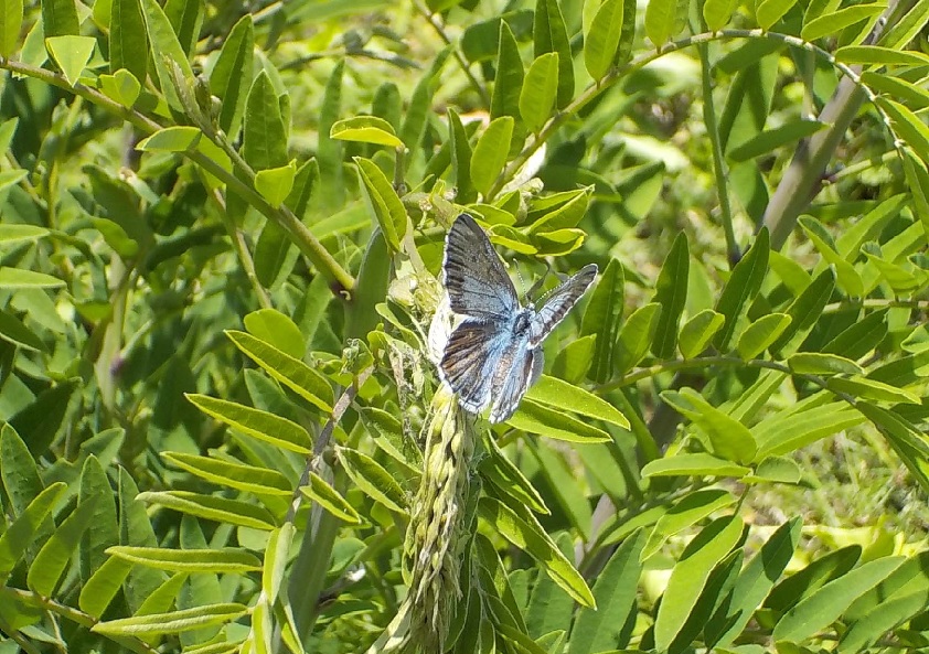 オオルリシジミ”の観察会に行ってきました | 来て！観て！松本『彩』発見