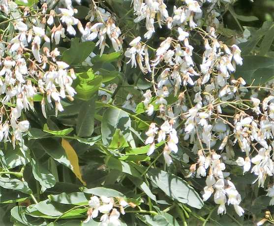 梓川の河畔で咲くナゾの白い花 来て 観て 松本 彩 発見
