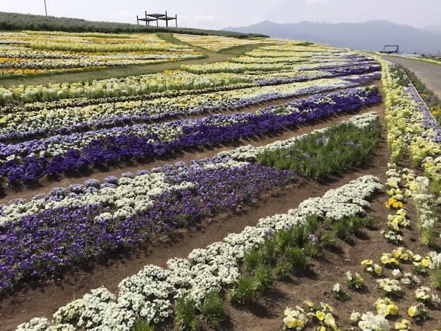 いよいよ信州花フェスタ2019が始まります | 来て！観て！松本『彩