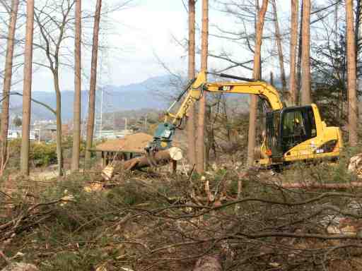 伐採木の整理