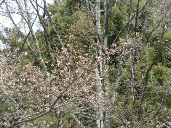 開花日に撮影した桜