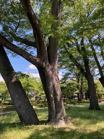 木の写真