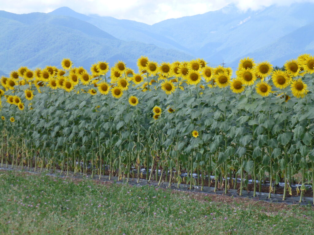松本毛ばたき「彩園\"Saion\"」 〇〇〇に見える木」は本当にそう見える？ | 来て！観て！松本『彩』発見