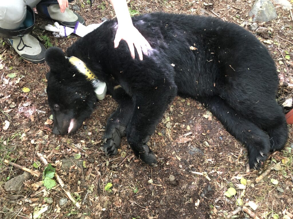 美味いどんぐりを喰っているのは誰だ！「クマ出没予報？？…注意が必要