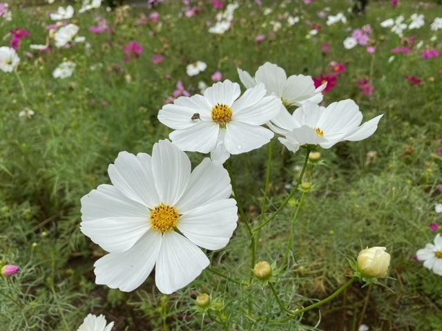 コスモスで秋を感じてきました！ | 来て！観て！松本『彩』発見