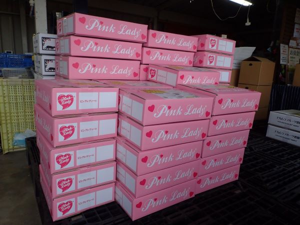 ピンク・レディー」ならぬ「ピンクレディー®」 | 来て！観て！松本『彩