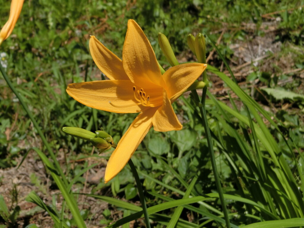 ニッコウキスゲが咲いています | 来て！観て！松本『彩』発見