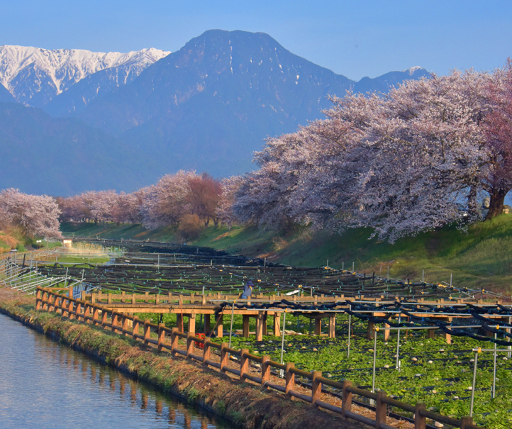 信州桜紀行】北アルプスと共演🌸お花見ポイント3選【安曇野市編