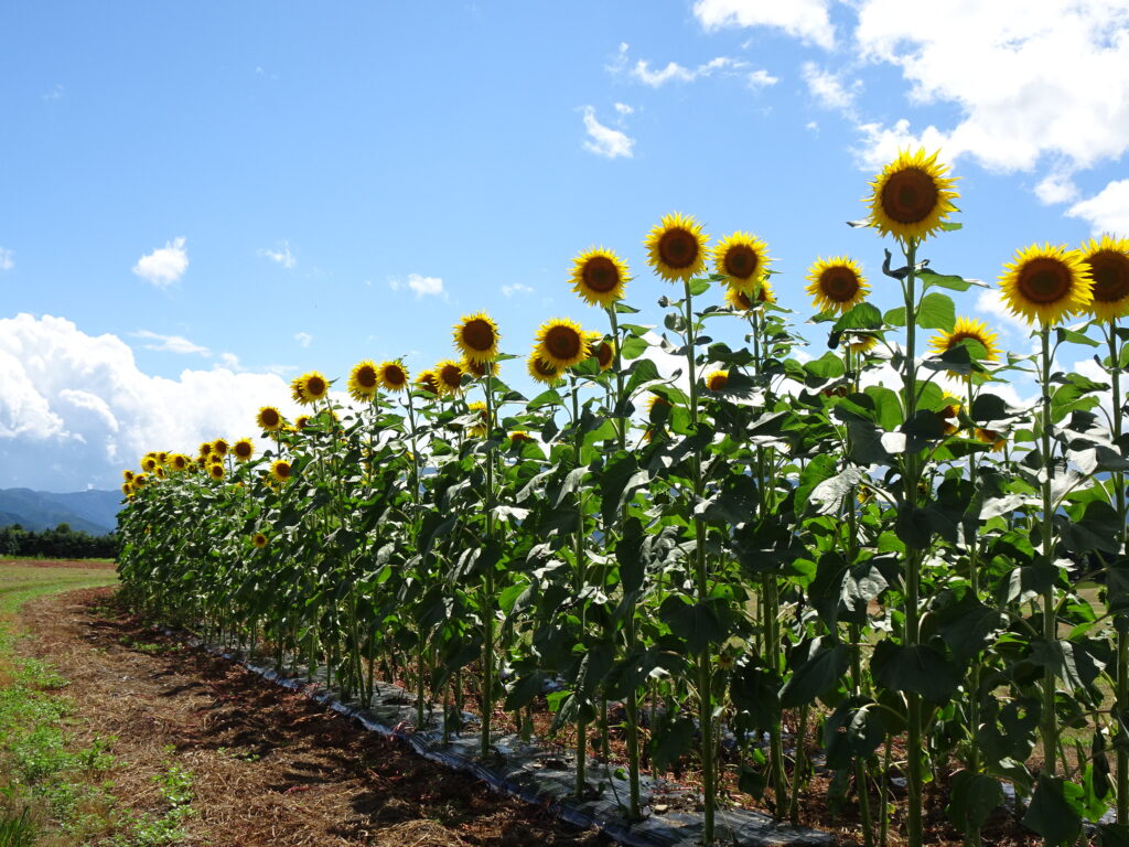 ひまわりハコスカ4まい 信州スカイパークのひまわりが咲き始めました！ | 来て！観て！松本
