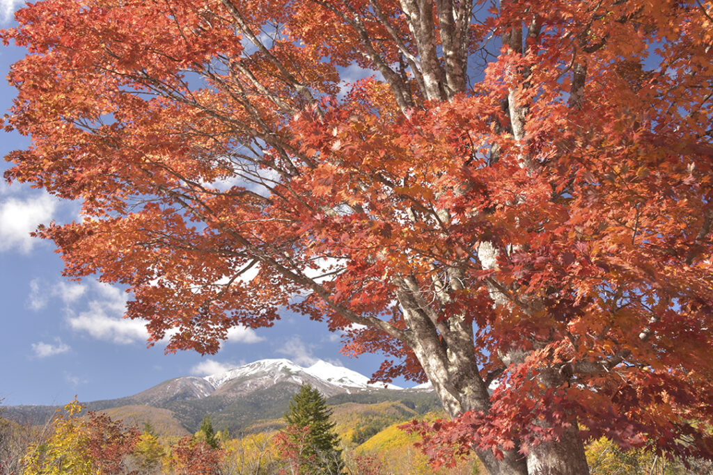 紅葉リレーを追いかけて 🍁乗鞍岳～乗鞍高原🍁秋の絶景ガイド | 来て