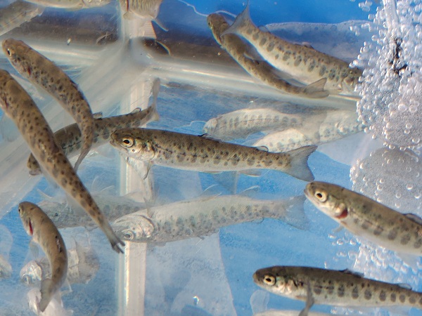 信州サーモンの稚魚