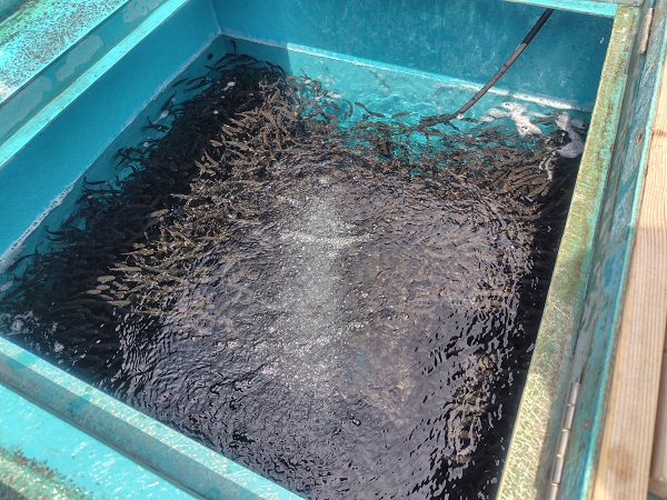 輸送用水槽へ移された信州サーモンの稚魚　すごい量です。