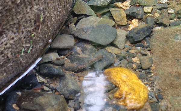 岩陰から出てきたイワナの稚魚！　全長は約３ｃｍです