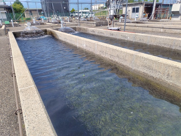 詩集サーモンの稚魚が育っている生簀（いけす）