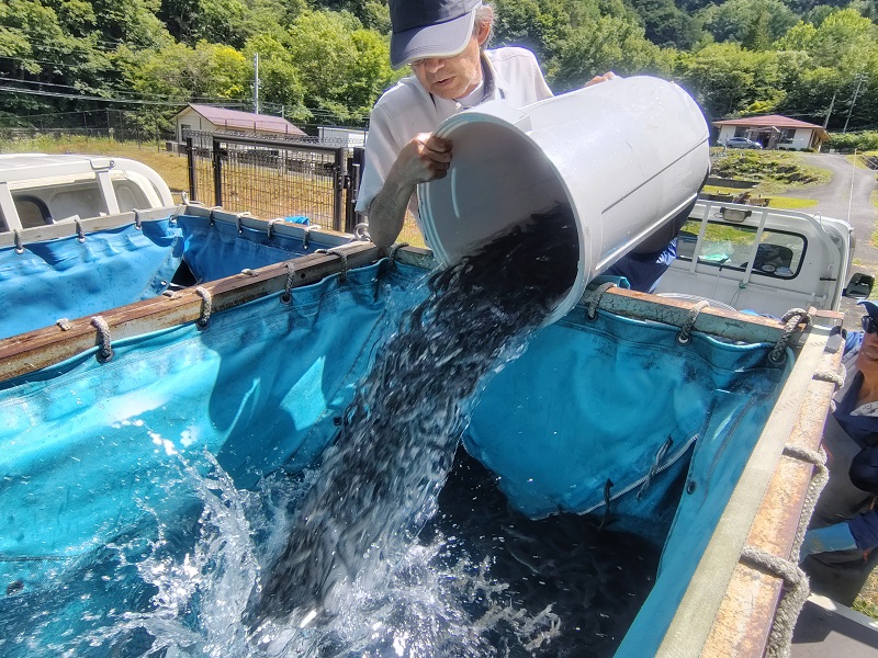 養殖業者の移送用水槽へ移りました。稚魚達が旅立った瞬間です。