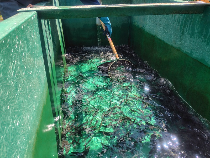 元気な稚魚を丁寧に網ですくい・・・