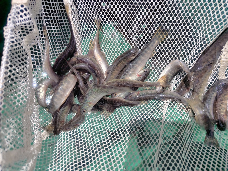 稚魚をすくってみました！パーマークがあり立派な渓流魚です。