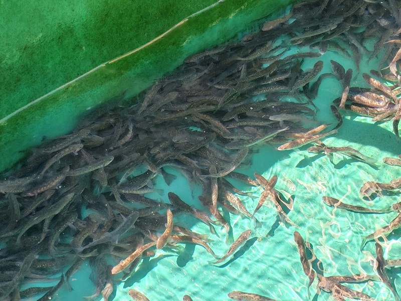 出荷を待つ信州大王イワナの稚魚<br>
（日陰のほうが落ち着くのでしょうか）
