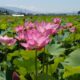 ハスの花が見頃を迎えています。
