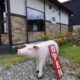 自家製ハム・生ソーセージの店　安曇野　ご馳走肉工房 ❣