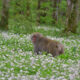 【上高地の春】圧巻の大群落！ニリンソウ🌼新緑に映えて【見頃５月中旬～下旬】