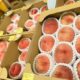 「まつもと直売所通信」８月２９日号～多彩な品種を食べ比べ！直売所へGO！～