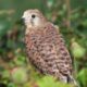 タカの渡りピーク間近🐦松本・白樺峠の観測地　有志が整備