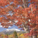 紅葉リレーを追いかけて 🍁乗鞍岳～乗鞍高原🍁秋の絶景ガイド
